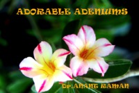 Adorable Adeniums
